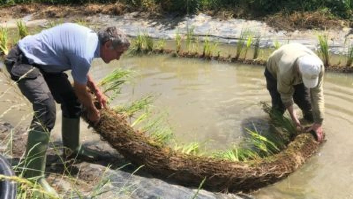 Planting around the pond