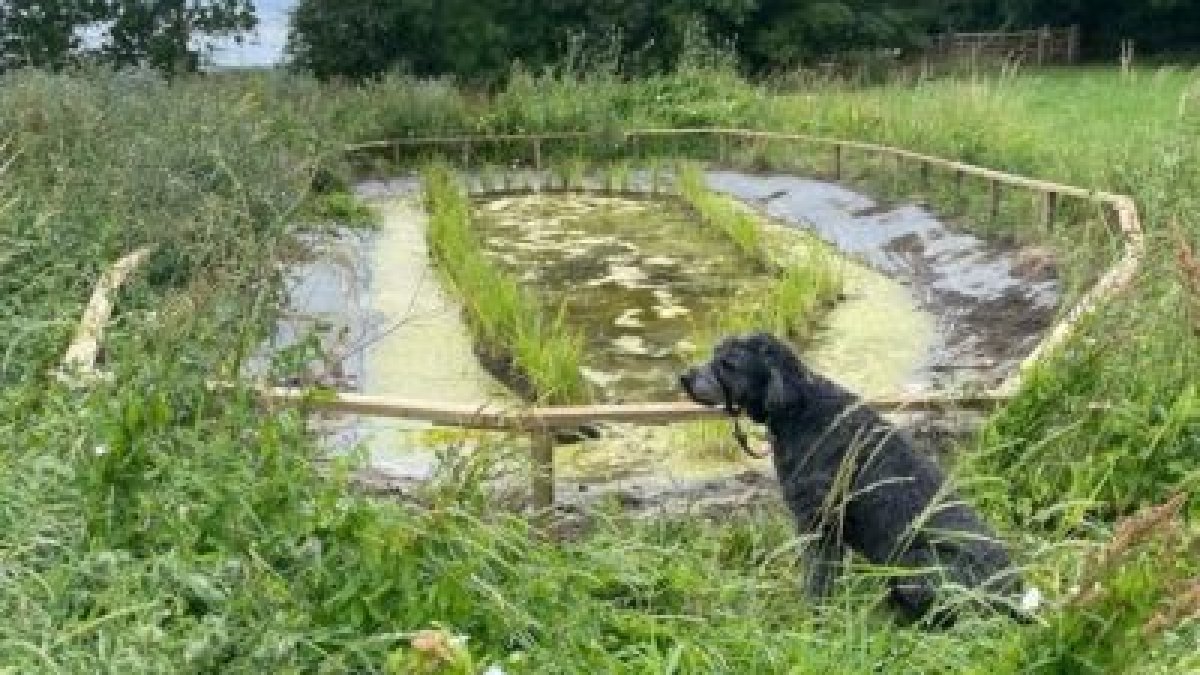 Luther beside the pond