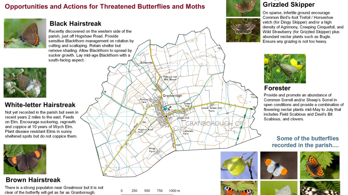 Summary of opportunities and actions for priority butterflies and moths in Granborough