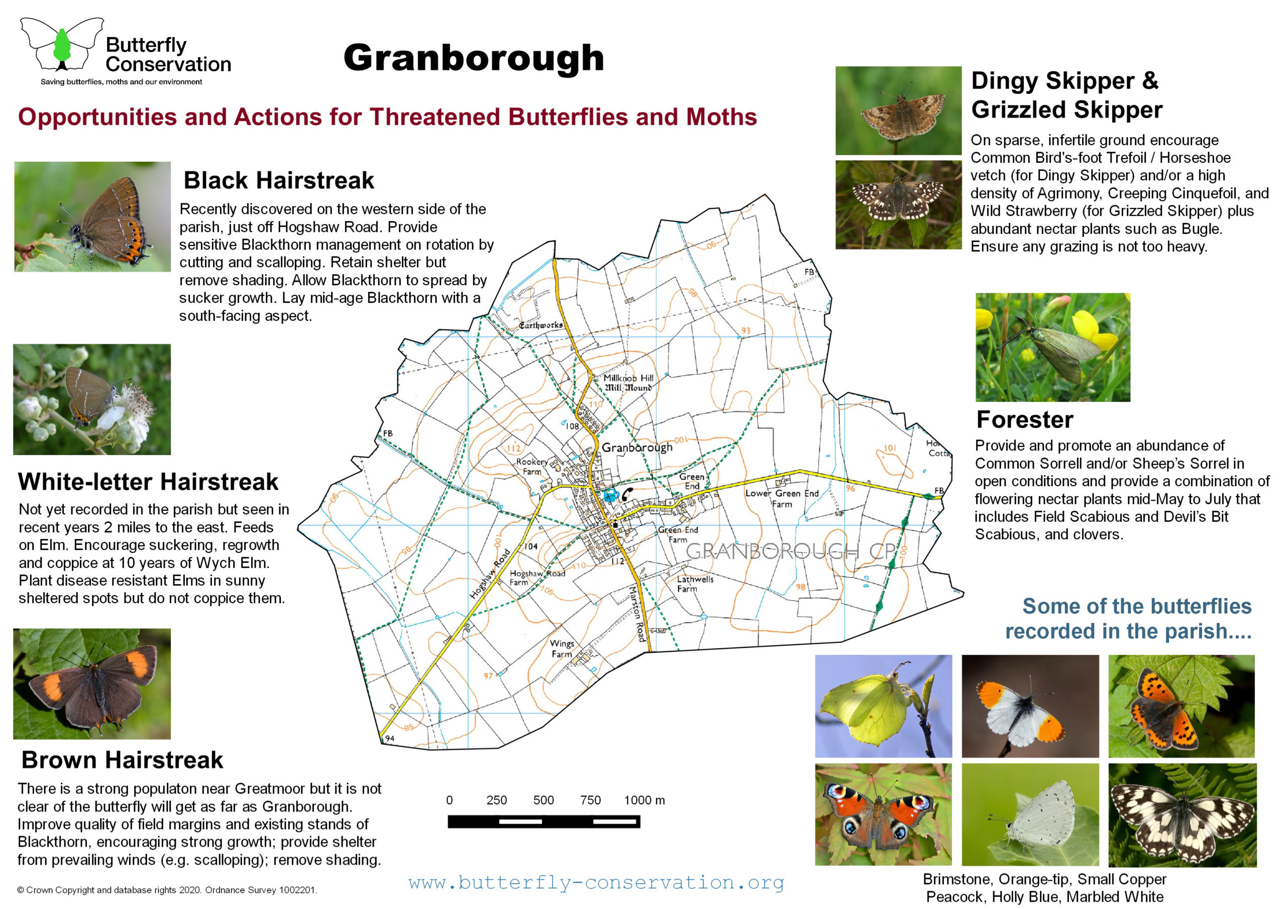 Summary of opportunities and actions for priority butterflies and moths in Granborough